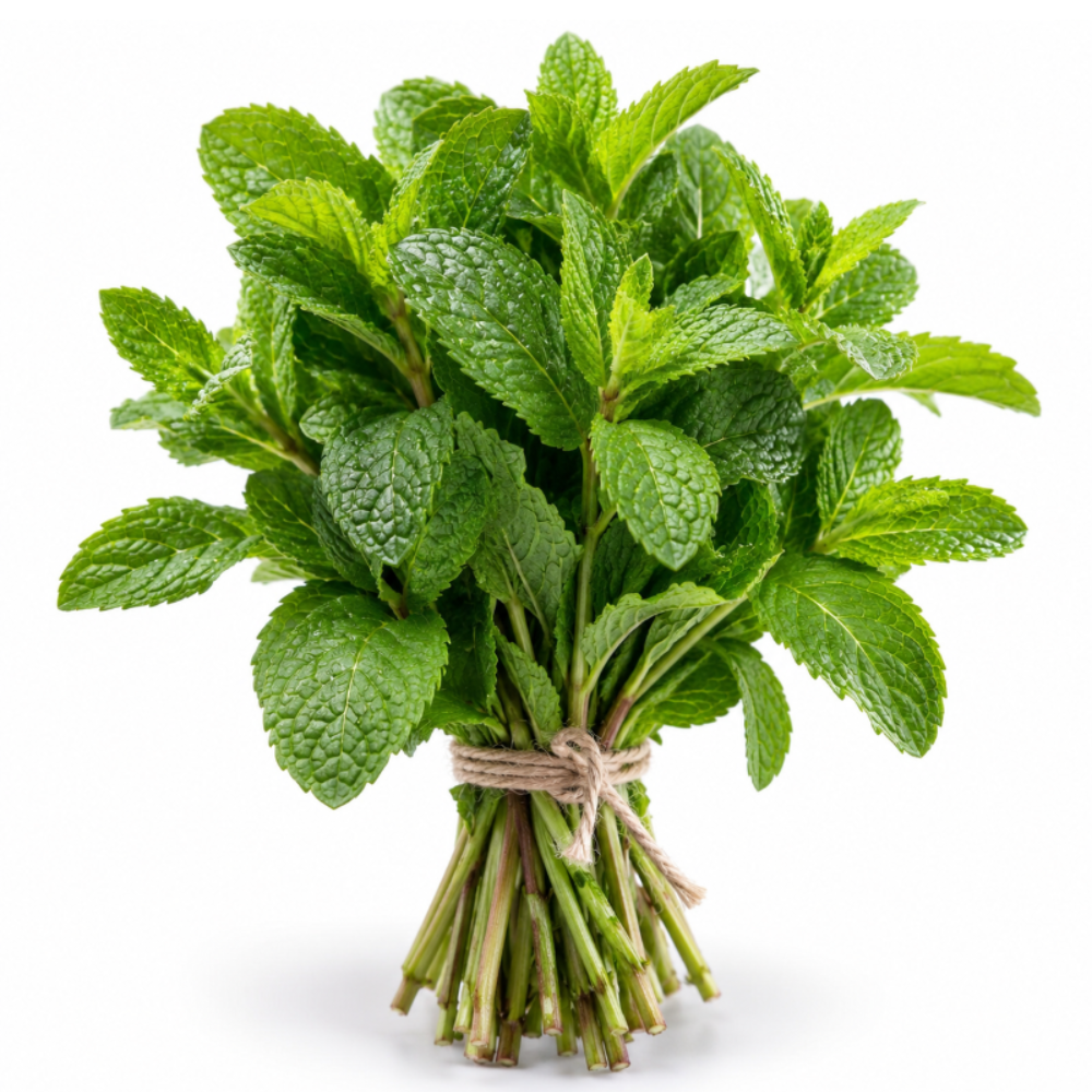 Feuille de menthe (botte)