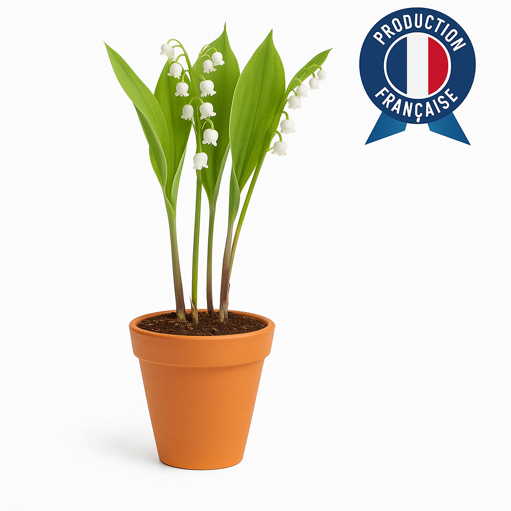 Muguet en pot 3 brins extra